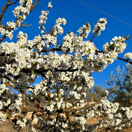 Дом отдыха La Mejorana Refugio Andaluz Con Piscina Entre Olivos Вильянуэва-де-Тапиа