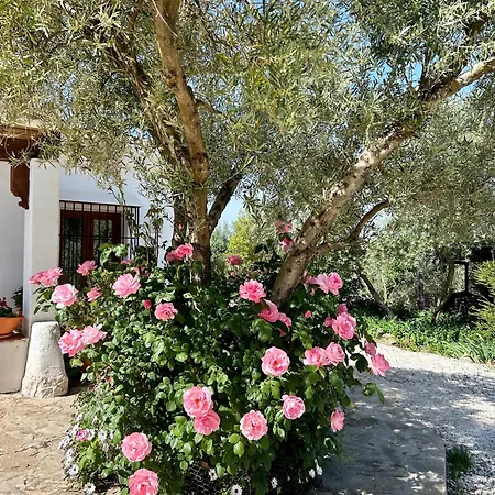 La Mejorana Refugio Andaluz Con Piscina Entre Olivos *